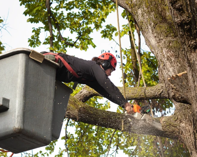 arborist working on removing a tree branch with chain saw