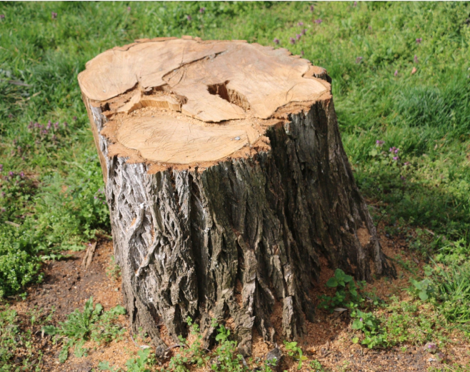 tree stump from a cut tree