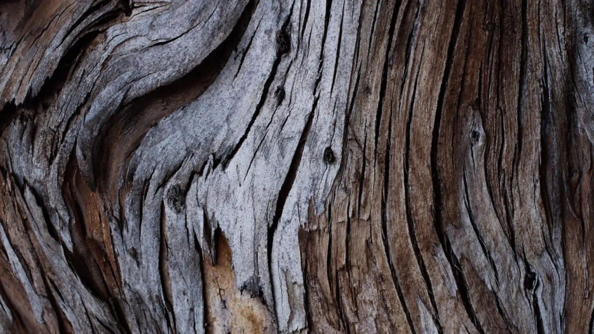tree bark details opt