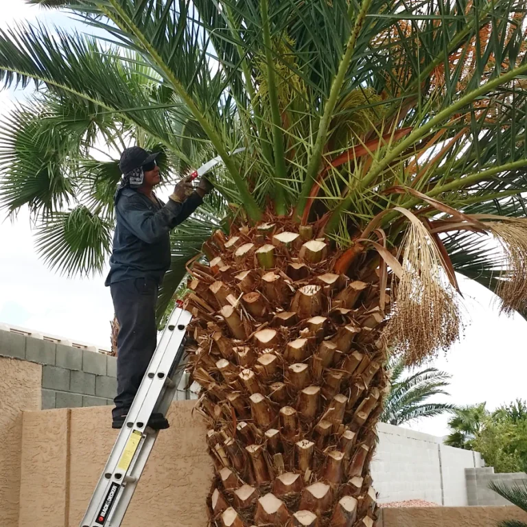 palm tree services