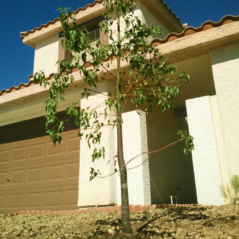 tree planting services