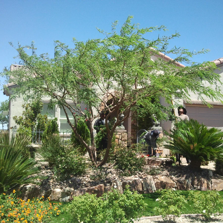 tree trimming services